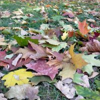 Опавшие листья :: Yulia Raspopova