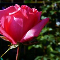 Розы в октябре в Нахабино :: Валентина Пирогова