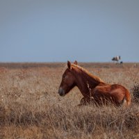 в степи :: Константин Нестеров