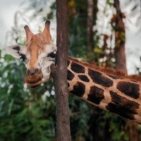 А у жирафа шея длинная... Танзания! :: Александр Вивчарик