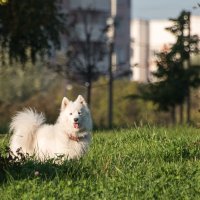 *** :: Владимир Безбородов