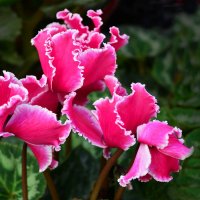 ВеликоЛепны цветы цикламена... :: Тамара Бедай 