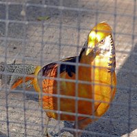 Золотистый фазан :: Асылбек Айманов