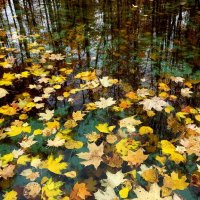 Живописная мозаика осенней листвы :: Николай Белавин