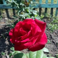 Розочка еще цветет ! :: Татьяна Тумина
