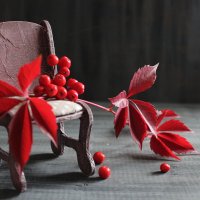 Красный цвет осени. :: Нина Сироткина 