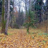 Осень в парке :: Вера Щукина