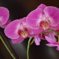 Изящество орхидеи. :: zoja 