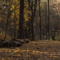 Осень в Тимирязевском лесу :: Валерия 