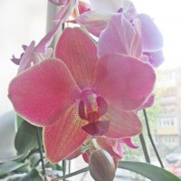 Мои орхидеи :: Лариса 