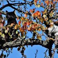 Ребята, по моему мои коты намылились улететь на юг! В стаю собираются! :: Восковых Анна Васильевна 