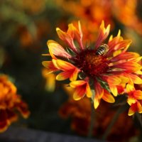 Пчела и осенний цветок :: Ирина Шустова