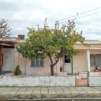 Апельсиновое дерево. Ларнака, Кипр. :: Alex 