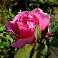 Роза всегда рождается розой :: Татьяна 