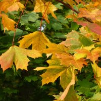 Осенние листья :: Лидия Бусурина