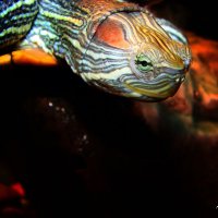 Красноухая черепаха. :: ANNA POPOVA