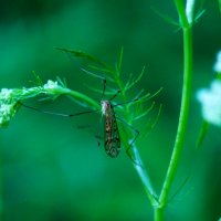 Мир насекомых :: Анна Суханова