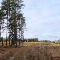 Прогулка в осенний лес. :: Люба 