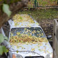 Осенний камуфляж :: Oleg4618 Шутченко