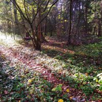 Природа, осень, год 2020 :: Olegus79 Лихоманов