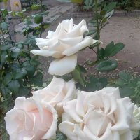 Белые розы во дворе старого дома. :: Марта Васильева 