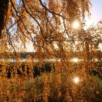 Осенний свет пробил листву... :: владимир тимошенко 