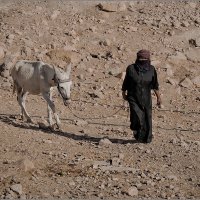 Бедуинская женщина с осликом :: Lmark 
