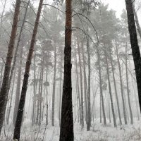 Снегопад . :: Мила Бовкун