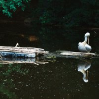 Пеликаны возле водоема. :: Наталья Музычук