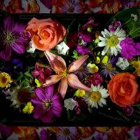 Цветы моего сада! :: Владимир Шошин