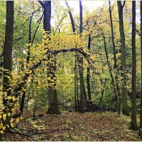 Осенний лес. :: Валерия Комова