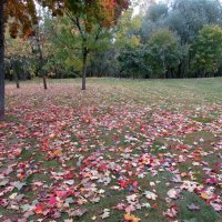 Осень листья разбросала :: Ольга Довженко