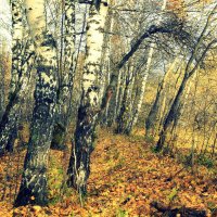 Лесов таинственная сень с печальным шумом обнажалась... :: Татьяна Лютаева