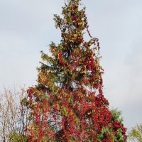 Новогодняя елка в октябре :: Александр Чеботарь