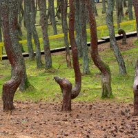 Танцующий лес. :: Сергей Карачин
