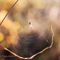 Несмотря на холодный ноябрьский день, паук  не теряет надежду на успешную охоту. 01.11.2020 :: Анатолий Клепешнёв