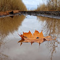 Кленовый лист в осенней луже и круговерть в листве пожухлой... :: Андрей Заломленков