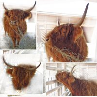 Шотландская горная корова - хайленд :: Тамара Бедай 