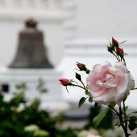 Роза в храме :: Любовь 