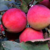 Яблоки в саду :: Ольга Довженко