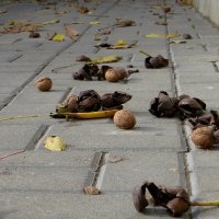 На тротуаре грецкие орехи долго не лежат... Прохожие собирают упавшие с дерева орехи... :: Татьяна Смоляниченко