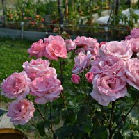 Букет из розовых Роз :: Ната57 Наталья Мамедова