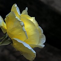 Наши  цветы :: Валентин Семчишин