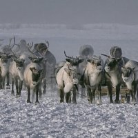 Был месяц март.. :: Леонид Балатский