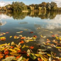 Осенние листья в пруду :: Николай Гирш