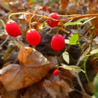 Поспели ягодки-семена ландыша :: Raduzka (Надежда Веркина)