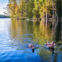 Утки в озере :: Юлия Батурина