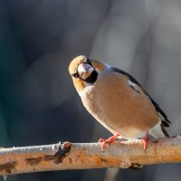 Дубонос заинтересовался... :: Анатолий Соляненко