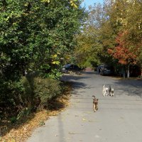 Бродячие собаки не обязательно все поголовно опасны... :: Татьяна Смоляниченко