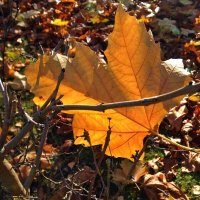Осенний лист, осенний лист    Танцует с ловким ветром твист...... :: Galina Dzubina